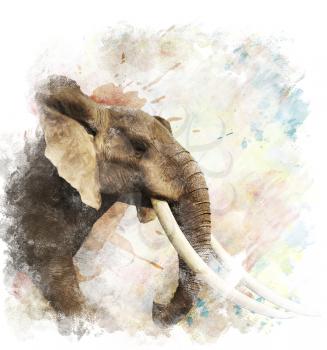 Watercolor Digital Painting Of  Elephant