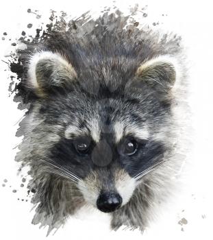 Digital Painting Of Raccoon Portrait