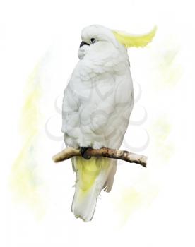 Digital Painting Of White Parrot