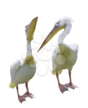 Digital Painting Of Two White Pelicans