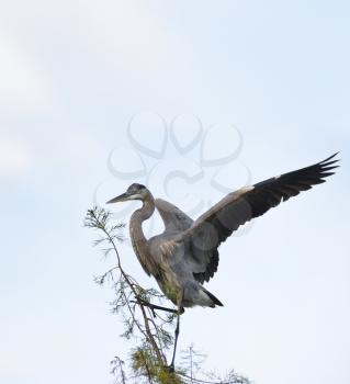 Great Blue Heron Perching Against A Sky