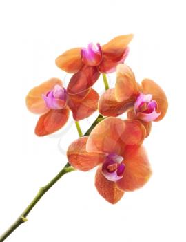 Digital Painting Of Orchid Flower Isolated On White