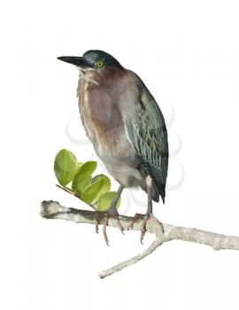 Digital Painting Of Green Heron Perching