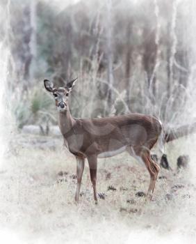 Digital Painting Of White-tailed Deer 