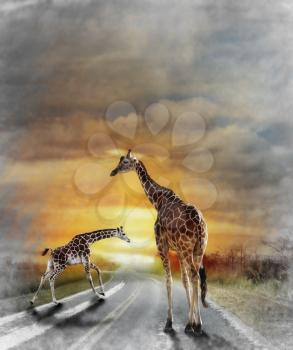 Digital Painting Of Two Giraffes Walking On The Road