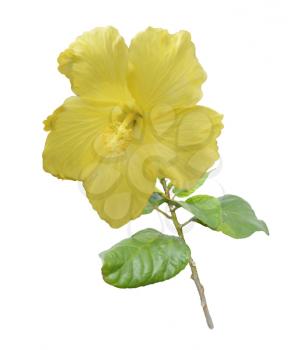Digital Painting Of Yellow Hibiscus Flower