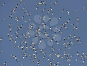 Flock of American White Pelicans Flying in a Blue Sky 