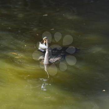 Anhinga Downing A Fish In Wetland Pond 