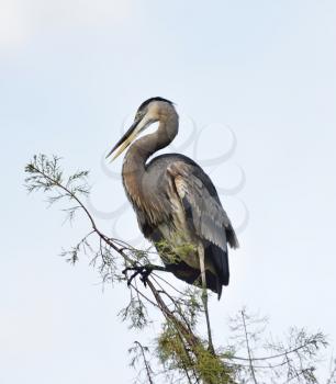 Great Blue Heron Perching Against A Sky