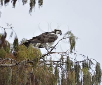 Osprey Perches On A Tree Branch