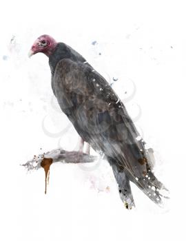 Digital Painting Of Turkey Vulture Perching