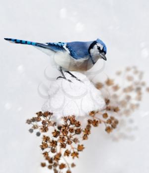 Digital Painting Of Blue Jay In Winter