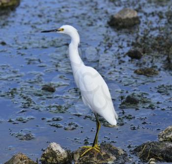 Snowy Egret In Florida Wetlands