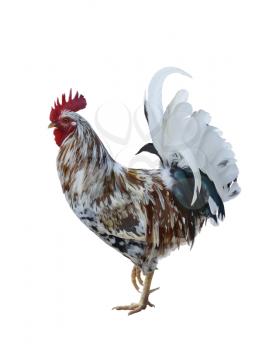 Digital Painting Of Colorful Rooster Isolated On White Background