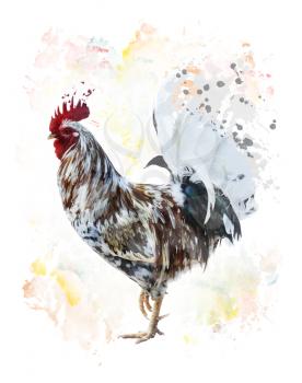 Digital Painting Of Colorful Rooster 