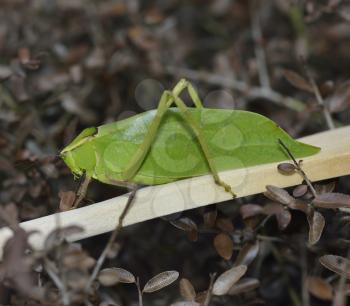 Leaf Bug,Close Up Shot