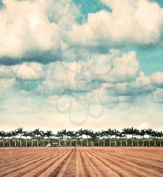 Farmland In Florida.Vintage Style Photo.