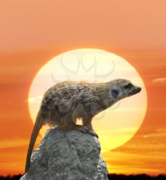 Digital Painting Of Meerkat Against  Sunset