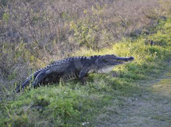 American Alligator Crossing Trail In Circle B Bar Reserve,Florida