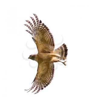 Red Shouldered Hawk In Flight,Isolated On White