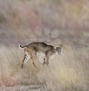 A Young Bobcat Walking In The Grass