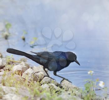 Blackbird - Male Boat-tailed Grackleon Near Pond