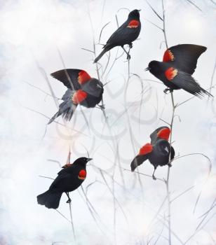 Red Winged Blackbirds Sitting On Branches