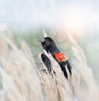 Red Winged Blackbird Sitting On Grass