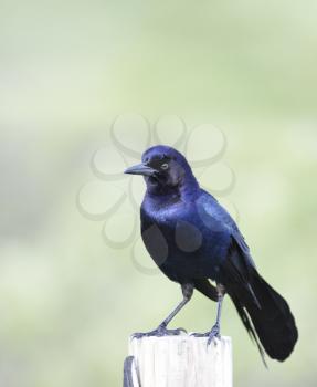 Boat-Tailed Grackle Male Perching