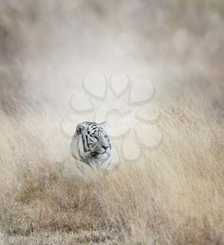 White Tiger In The Grass