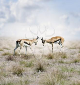 Two Young Thomson's Gazelles Fighting