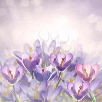 Spring Crocus Flowers For Background