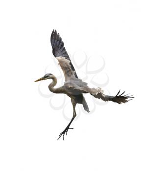Great Blue Heron In Flight Isolated On White Background