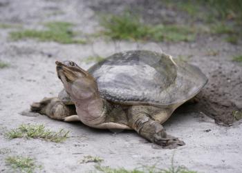 Female Florida Softshell Turtle  Laying  Eggs