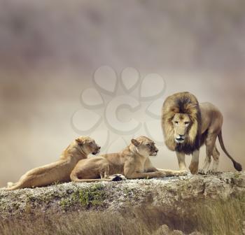 Family of Lions On A Rock