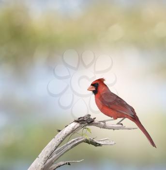 Male Northern Cardinal (Cardinalis cardinalis)