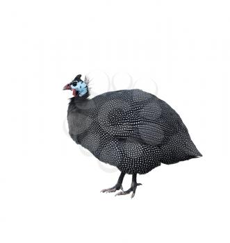 Helmeted Guinea Fowl Isolated On White Background