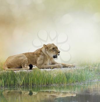 Female Lion Resting Near Pond