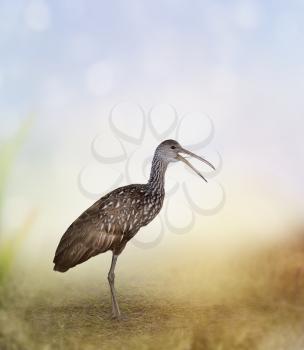 Limpkin Bird In Florida Wetlands