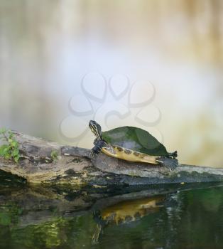 Florida Cooter Turtle On A Log