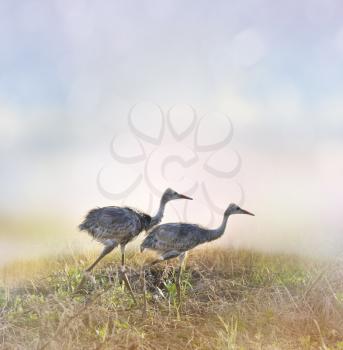 Sandhill Crane Chicks Walking At Sunrise
