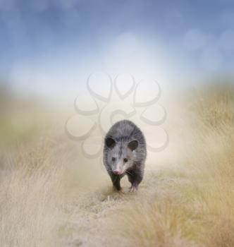Young Opossum Walking In A Field