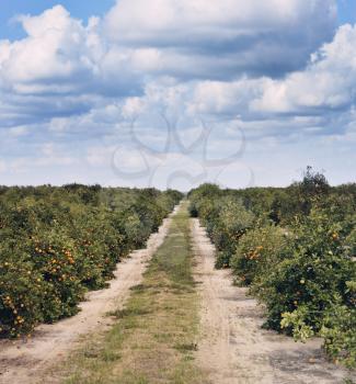 Orange Trees With Fruits In Florida Plantation