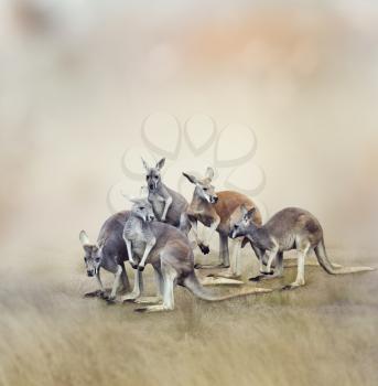 Herd Of Kangaroos In A Field