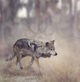 Wolf Walking In The Woods