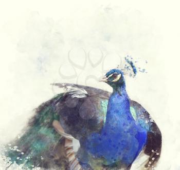 Digital Painting Of Indian Peafowl