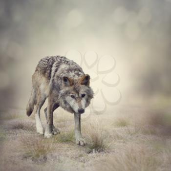 Portrait of Gray Wolf Walking