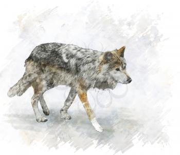 Digital Painting Of Walking Wolf