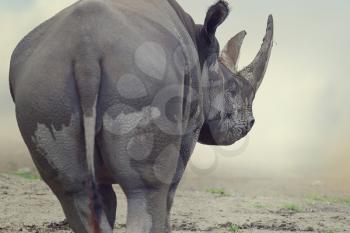 Portrait of Black Rhinoceros ,walking away