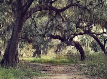 Old Live Oak Trees with Spanish Moss Hanging Down